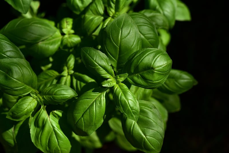 Herbs for Kitchen