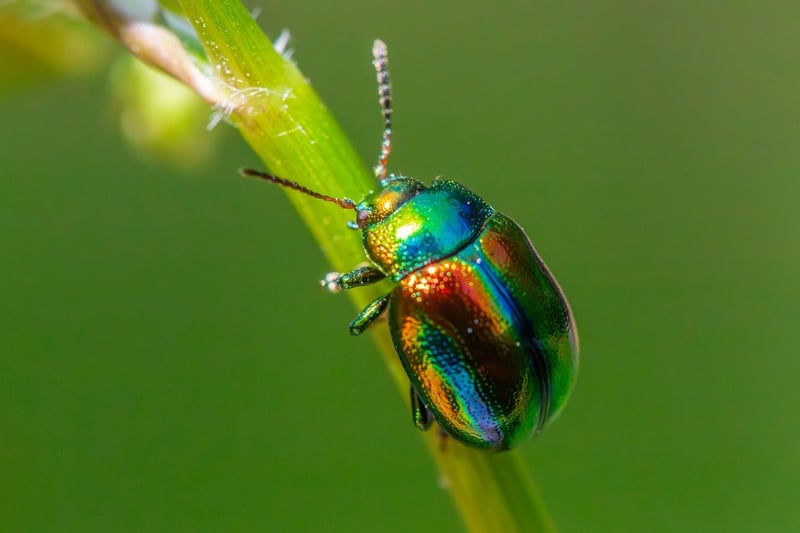 Pest Prevention Techniques